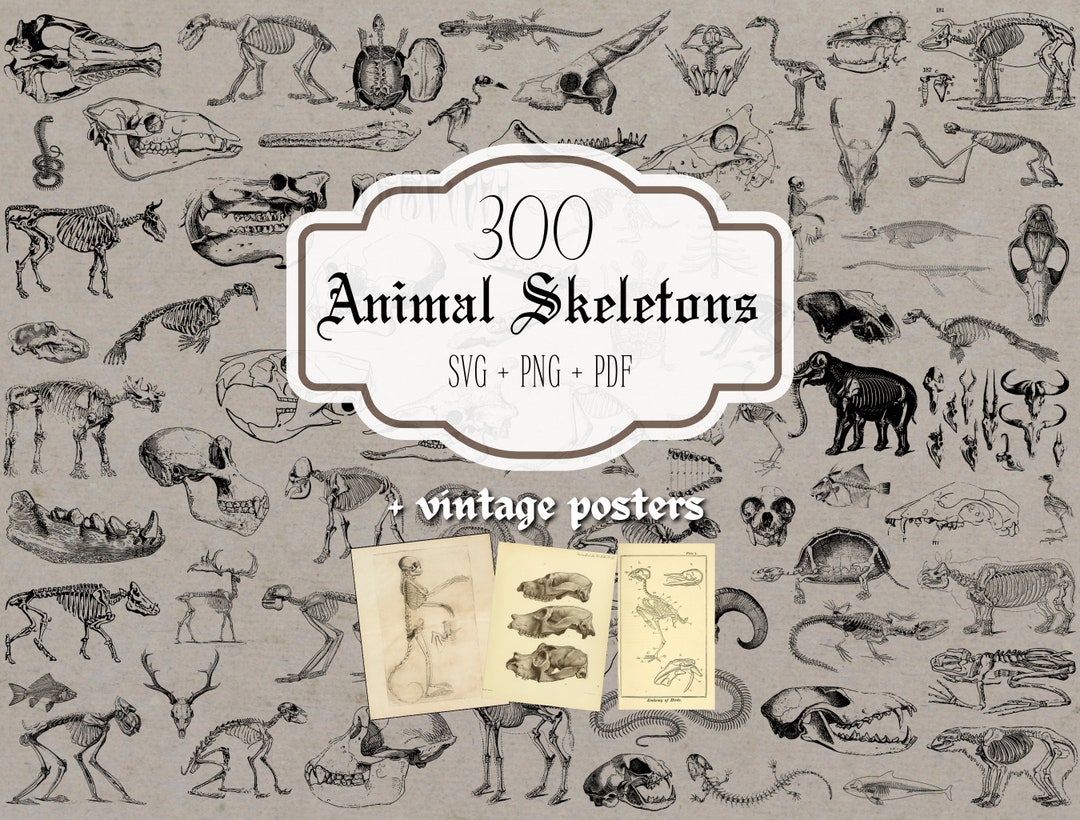 300 Animal Skeleton Collection - Personal Licence - Vintage Set Bundle ...