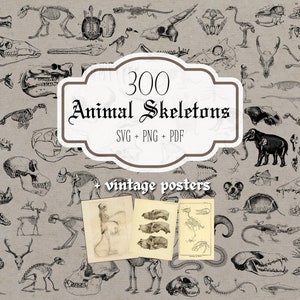 300 Tierskelett-Sammlung – Persönliche Lizenz – Vintage-Set-Bundle PDF SVG für Cricut PNG Clipart Curio Anatomy Bones Digitaler Download
