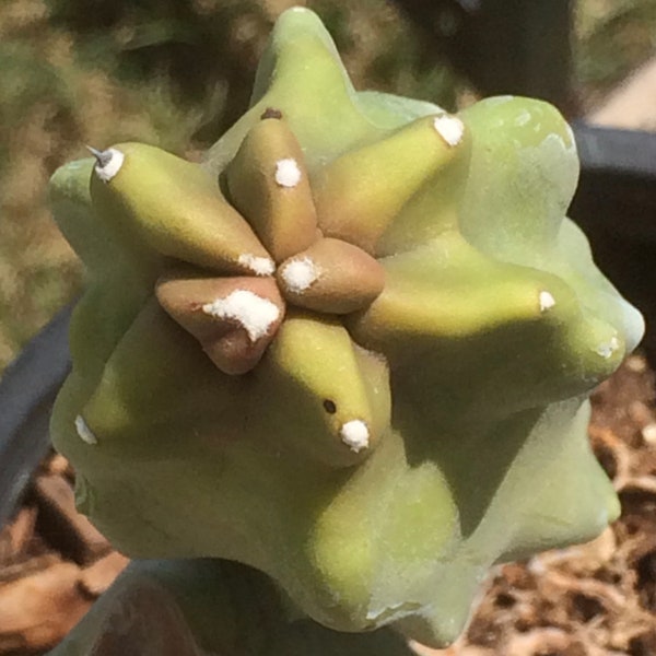 Pachycereus Schottii Spineless var. Monstrosus (Minor) - Lophocereus Schottii Monstrose Mieckleyanus Totem Pole Cactus 8-9 inch cutting