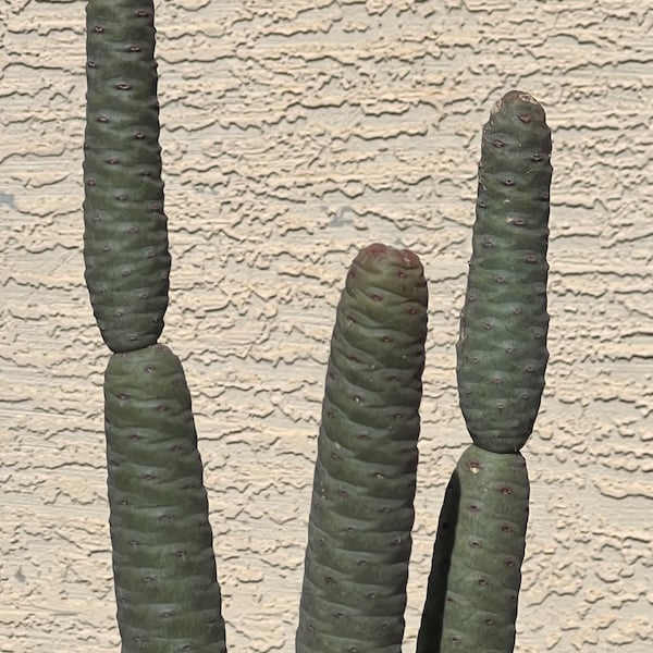 3 Tephrocactus Articulatus f. Strobiliformis Diadematus Spruce Cone Cactus Spineless cuttings 7-9 inch