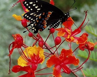 Pride of Barbados 12 SEEDS