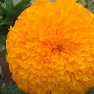 Large African Marigolds