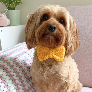 Puede incluir: Un perro pequeño de color marrón claro con una pajarita de crochet amarilla. El perro está sentado en una manta de crochet rosa y blanca.