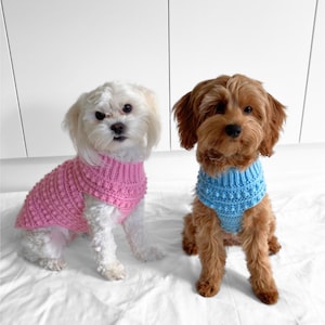May include: Two small dogs wearing knitted jumpers. The dog on the left is white with a pink jumper. The dog on the right is brown with a blue jumper.