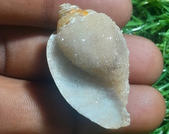 Natural Druzy shell Agate Fancy Loose Gemstone  opalized druzy Gemstone sea shell,  druzy Shell snail druzy | spiralite