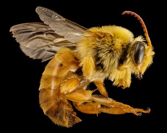 Peut inclure: Gros plan d'une abeille avec un corps jaune et duveteux et des ailes transparentes sur fond noir. Les pattes et l'abdomen de l'abeille sont brun rougeâtre. L'abeille est en plein vol, les ailes déployées.