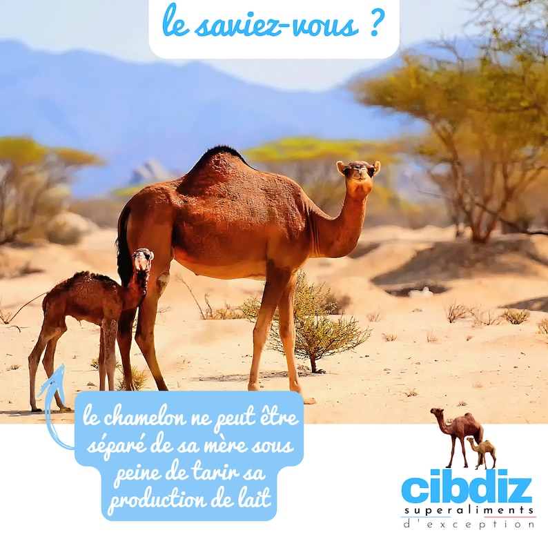 Camel Milk Powder 100% Natural Premium SuperFood from the Arabian Desert Many Benefits and Virtues Conditioned by Cibdiz France image 4