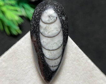 Splendido cabochon di fossile di Orthoceras naturale, creazione con questa reliquia senza tempo proveniente dalle profondità degli antichi mari, 35 x 16 x 7 mm, 30,7 carati