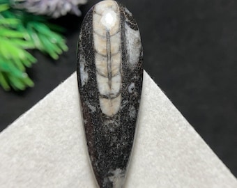 Splendido cabochon di fossile di Orthoceras naturale, creazione con questa reliquia senza tempo proveniente dalle profondità degli antichi mari, 45 x 15 x 6 mm, 32,3 carati