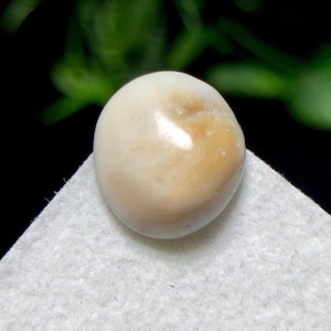 Naturlig Shiva öga snäckskal cabochon, 13 x 12 x 5 MM, 4,9 ct, lös ädelsten för smyckestillverkning.