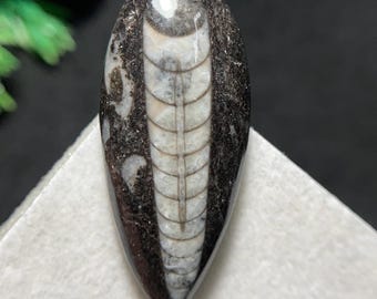 Splendido cabochon di fossile di Orthoceras naturale, una creazione senza tempo proveniente dalle profondità degli antichi mari, 38 x 17 x 7 mm, 31,0 carati.