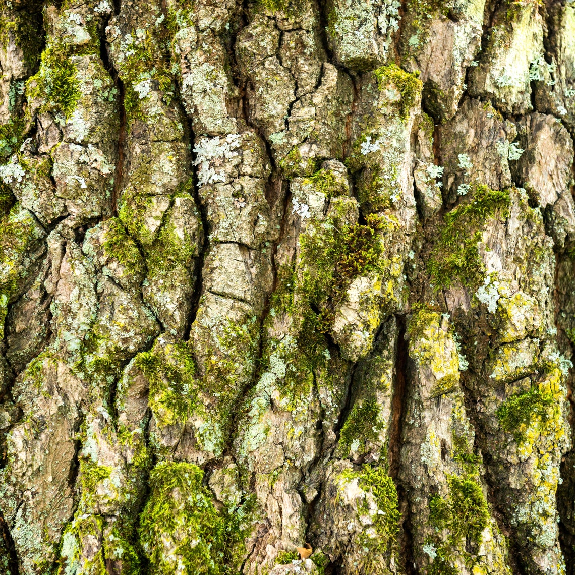 Tree Bark Papers - 20 Hi Res Images of Bark for Backgrounds, Picture ...