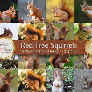 Adorables écureuils roux - 16 pages pour scrapbooking, collage automnal, découpage, cartes, carnets de bord, papiers peints, numérique et tous les travaux manuels