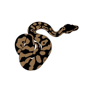 K&ouml;nnte beinhalten: Eine braune und schwarze Schlange mit einem Muster ist zu einem Kreis zusammengerollt.