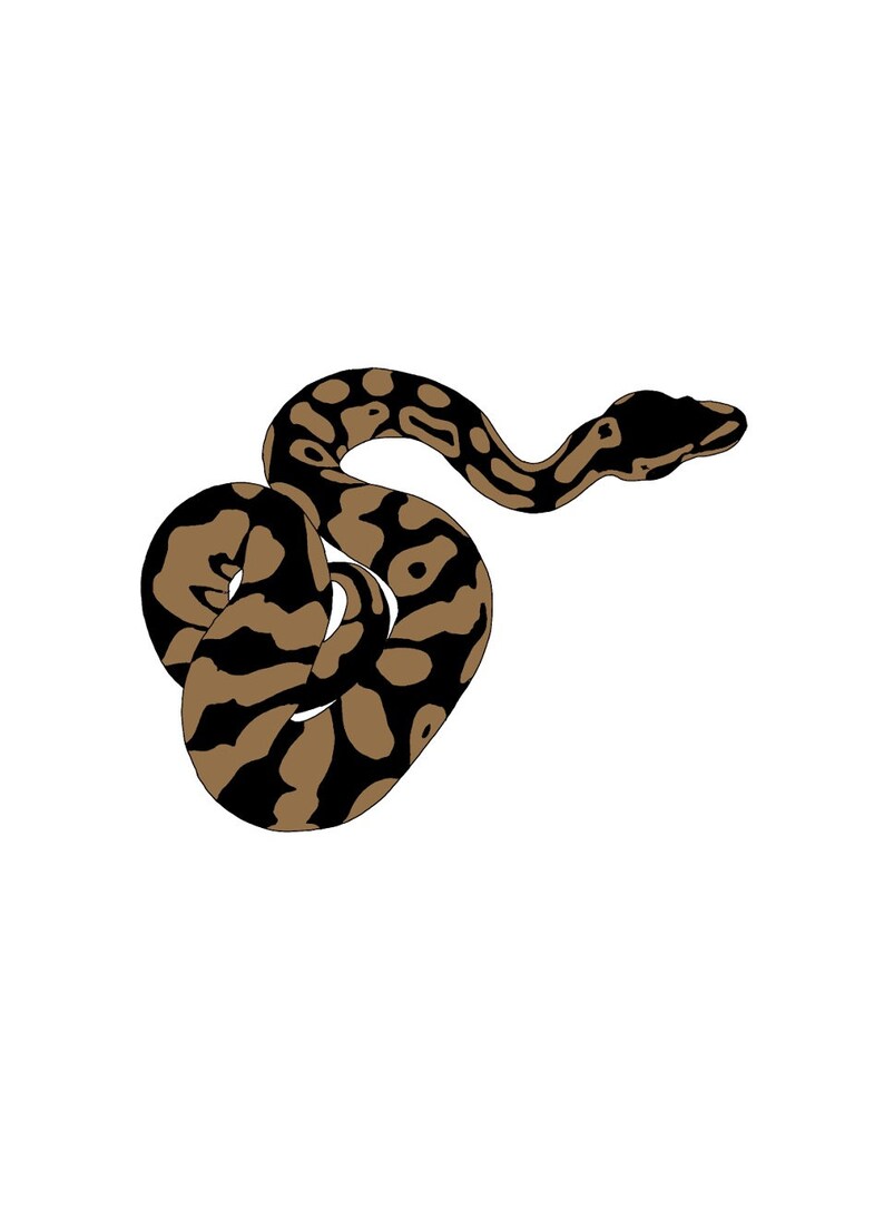 K&ouml;nnte beinhalten: Eine braune und schwarze Schlange mit einem Muster ist zu einem Kreis zusammengerollt.