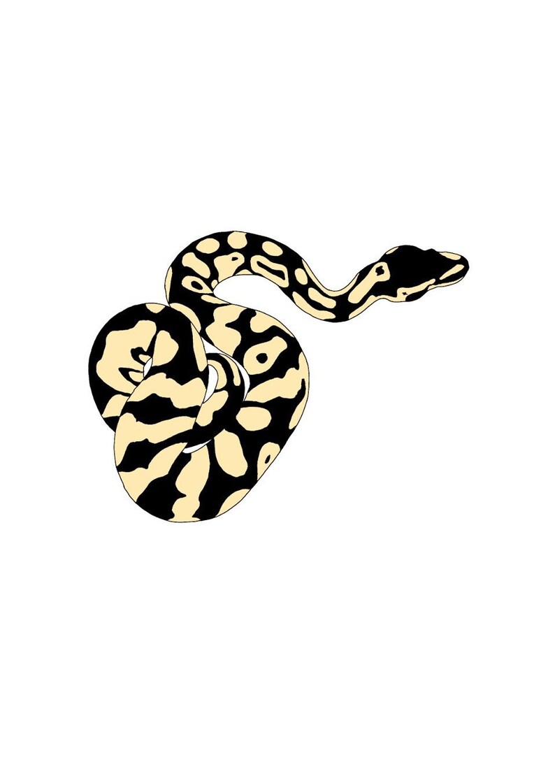 K&ouml;nnte beinhalten: Eine schwarze und gelbe Schlange mit einem Muster ist zu einem Kreis zusammengerollt.