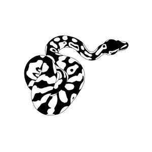 K&ouml;nnte beinhalten: Schwarz-wei&szlig;-Zeichnung eines Schlangen, die sich zu einem Kreis zusammenrollt.