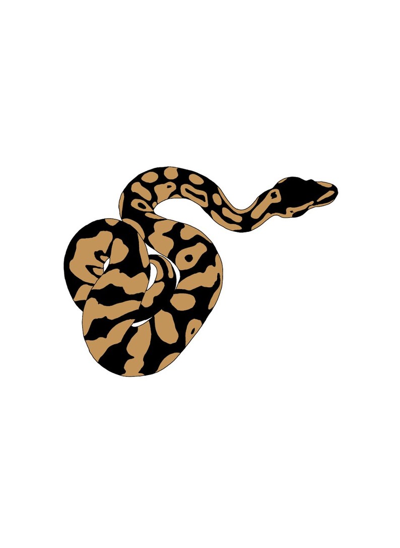 K&ouml;nnte beinhalten: Eine schwarze und braune Schlange mit einem Muster ist zu einem Kreis zusammengerollt.