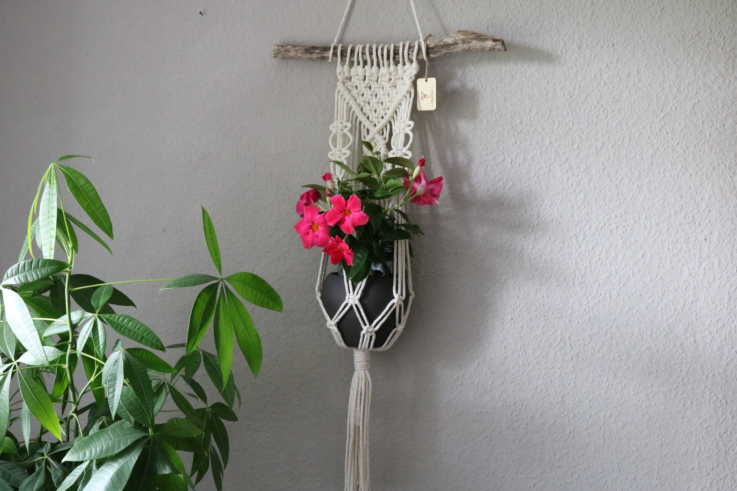 Macrame hanging basket hanging on the wall