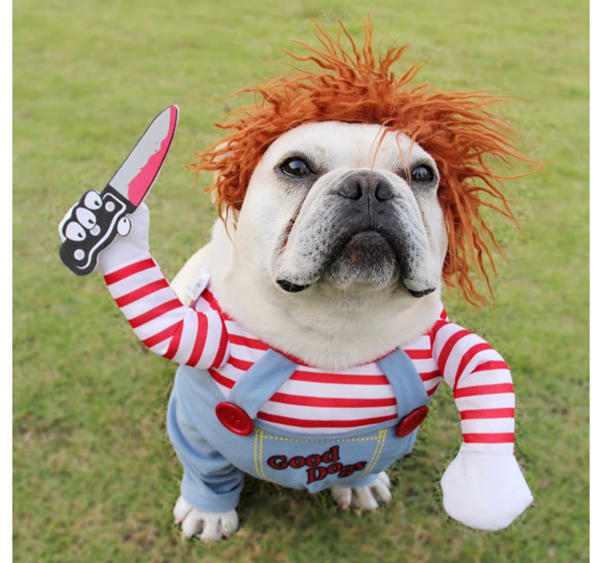 pitbull puppy costumes