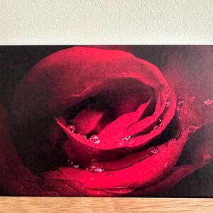 La rose solitaire : carte de voeux vierge