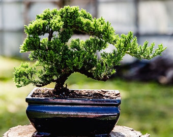 10yrs Juniper Bonsai Live tree Bonsai tree indoor plant outdoor plant gardener gift mothers day gift new home decor plant office decor plant