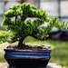 see more listings in the Juniper Bonsai  section