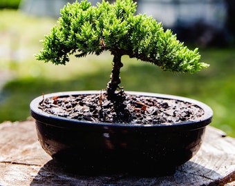 6yrs Japanese Juniper Bonsai tree Live bonsai tree Gardening gift Home decor plant office decor plant mothersday gift relaxation plant gift