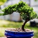 see more listings in the Juniper Bonsai  section