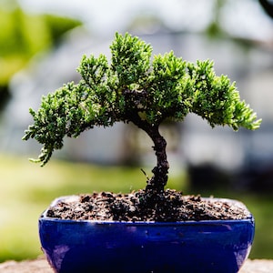 5yrs Juniper Procumbens Nana bonsai tree Ceramic Pot Live Bonsai gift Handmade tree Home plant decor Gift for Gardener mothers day gift