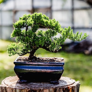 10yrs Juniper Bonsai Live tree Bonsai tree indoor plant outdoor plant gardener gift mothers day gift new home decor plant office decor plant image 1