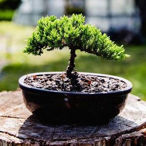6yrs Japanese Juniper Bonsai tree Live bonsai tree Gardening gift Home decor plant office decor plant mothersday gift relaxation plant gift
