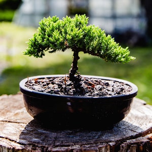 Holiday gift for her Medium size bonsai tree gift Zen garden kit for garden lover Indoor plant decor Juniper bonsai gift for relaxation6 image 2