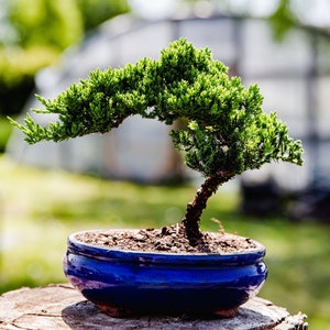 7yrs Japanese Juniper Bonsai Live tree gift Bonsai tree Indoor Plant easy care plant Relaxation gift holiday gift indoor garden decor plant Blue Oval Pot
