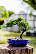 7yrs Japanese Juniper Bonsai Live tree gift Bonsai tree Indoor Plant easy care plant Relaxation gift holiday gift indoor garden decor plant