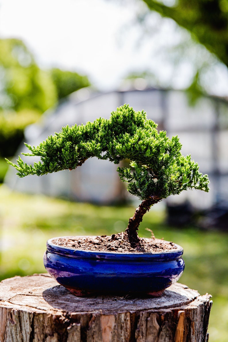 7yrs Japanese Juniper Bonsai Live tree gift Bonsai tree Indoor Plant easy care plant Relaxation gift holiday gift indoor garden decor plant Blue Oval Pot