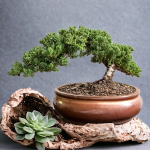 18yr Bonsai Tree Gift in Gold Ceramic Pot Holiday Gift Year end Gift Live tree Gift for Plant lover Family Gift Bonsai Lover Christmas Gift