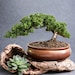 see more listings in the Juniper Bonsai  section