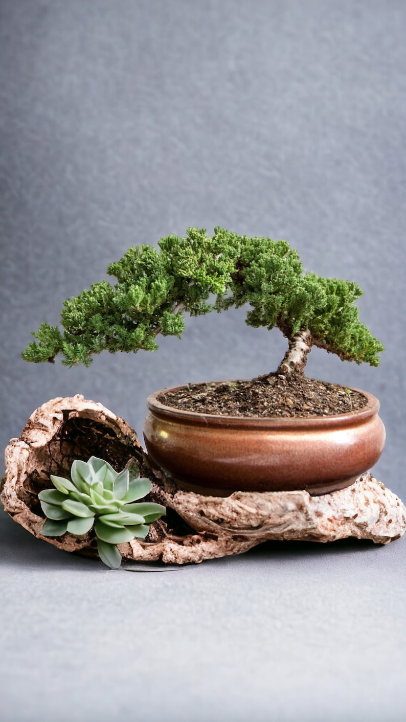 May include: A small bonsai tree with green leaves in a brown ceramic pot, sitting on a piece of driftwood with a succulent plant.