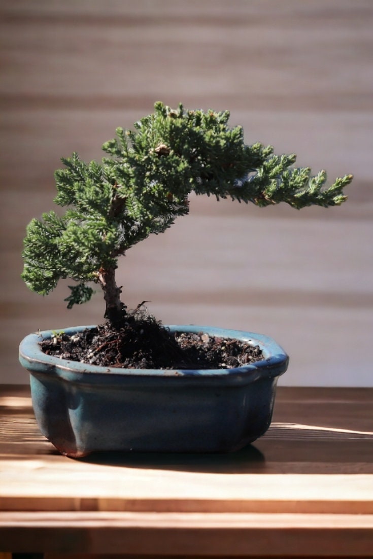 5yrs Juniper Procumbens Nana Bonsai Tree Ceramic Pot Live Bonsai