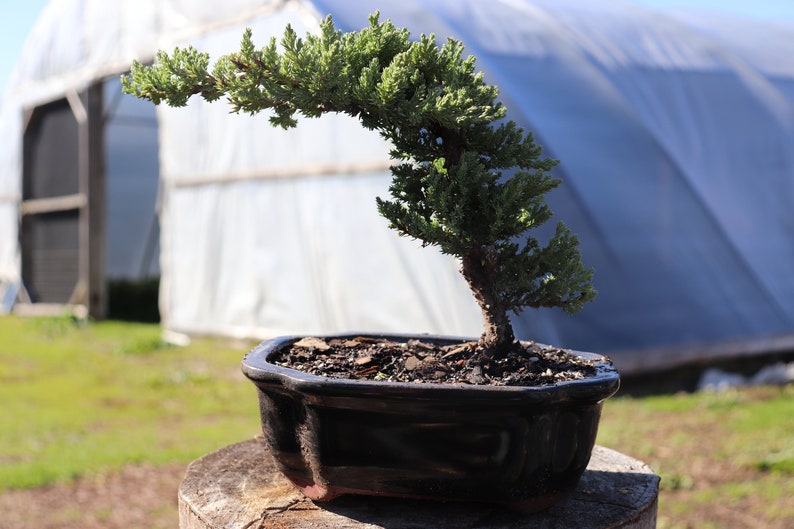 7yrs Japanese Juniper Bonsai Live Tree Gift Bonsai Tree Indoor Etsy