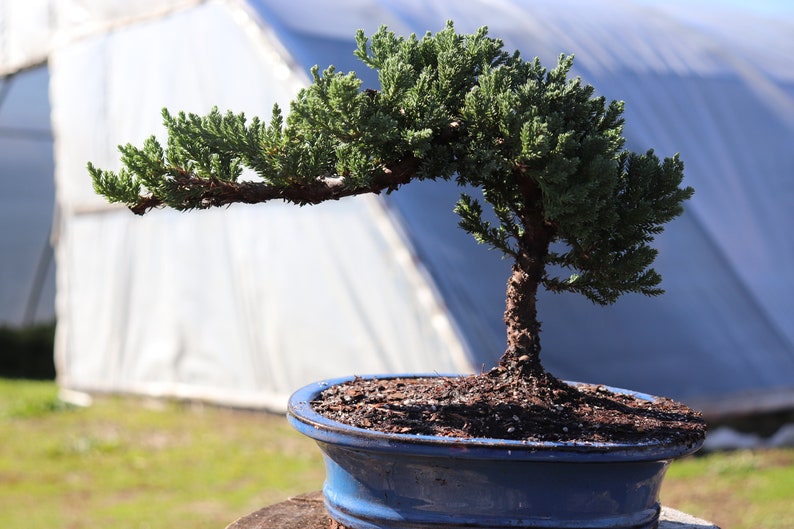 10yrs Juniper Bonsai Live Tree Bonsai Tree Indoor Plant Etsy