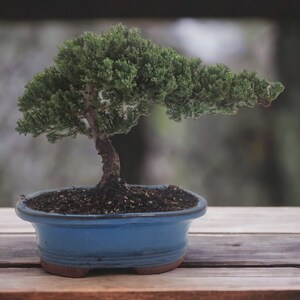 10yrs Juniper Bonsai Live tree Bonsai tree indoor plant outdoor plant gardener gift mothers day gift new home decor plant office decor plant Blue Oval Ceramic