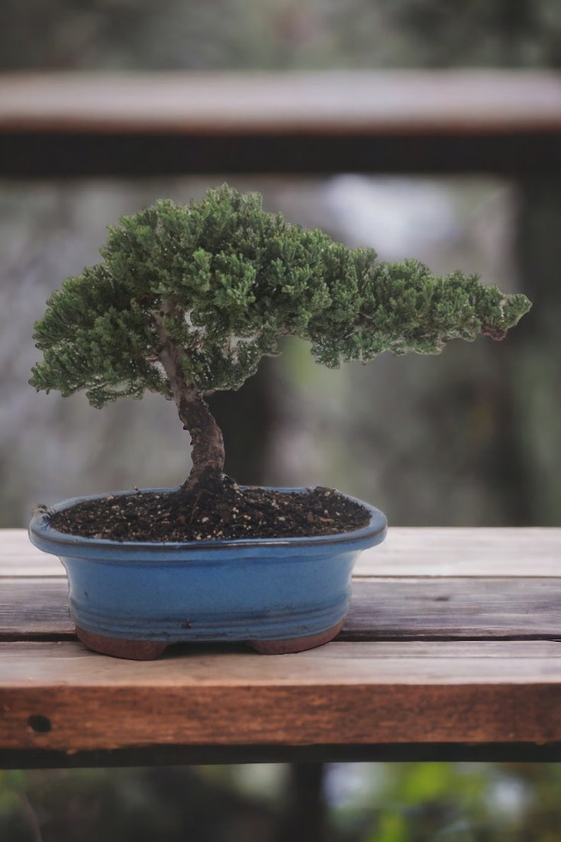 10yrs Juniper Bonsai Live tree Bonsai tree indoor plant outdoor plant gardener gift mothers day gift new home decor plant office decor plant Blue Oval Ceramic