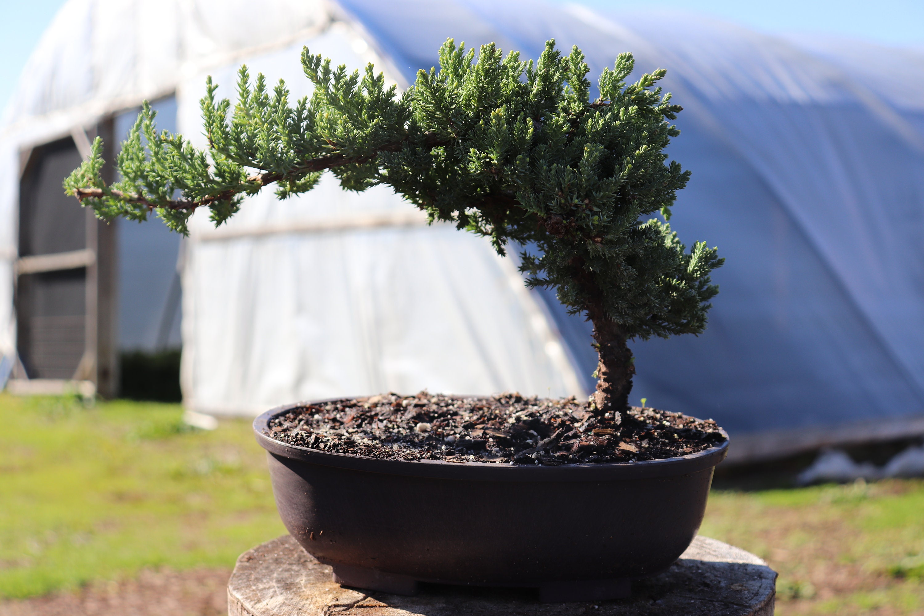 10yrs Juniper Bonsai Live Tree Bonsai Tree Indoor Plant - Etsy