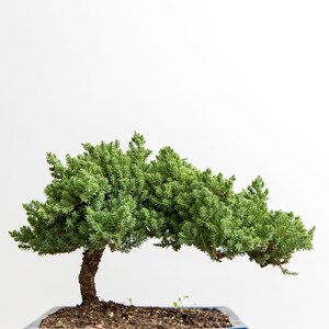 Puede incluir: Un &aacute;rbol bons&aacute;i con follaje verde en una maceta de cer&aacute;mica azul oscuro. El &aacute;rbol tiene forma de un &aacute;rbol peque&ntilde;o y extendido con un tronco curvo.