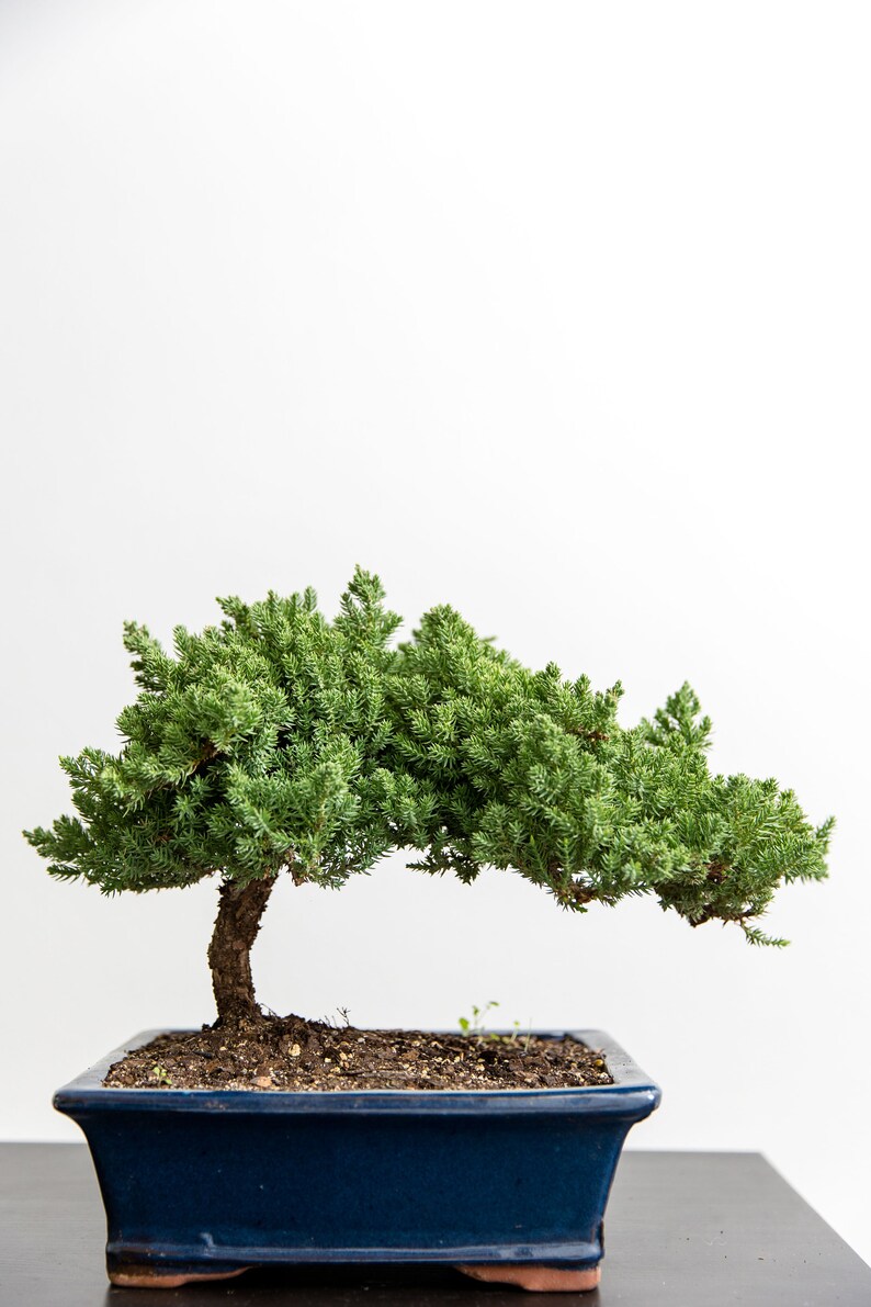 Puede incluir: Un &aacute;rbol bons&aacute;i con follaje verde en una maceta de cer&aacute;mica azul oscuro. El &aacute;rbol tiene forma de un &aacute;rbol peque&ntilde;o y extendido con un tronco curvo.