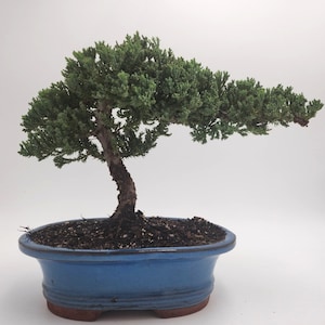 Bonsai tree live in pot indoor plant Bonsai pot ceramic thanksgiving gift live tree for indoor garden holiday gift relaxation office plant