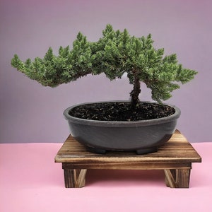 May include: A small juniper bonsai tree with green foliage, growing in a black ceramic pot, sitting on a wooden stand against a pink background.