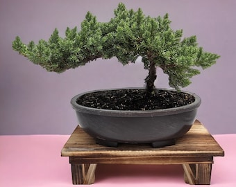 Med size Live Bonsai Tree Gift Holiday gift for gardening Thanksgiving Gift for Plant lover Japandi Garden Kit Juniper Bonsai gift for him